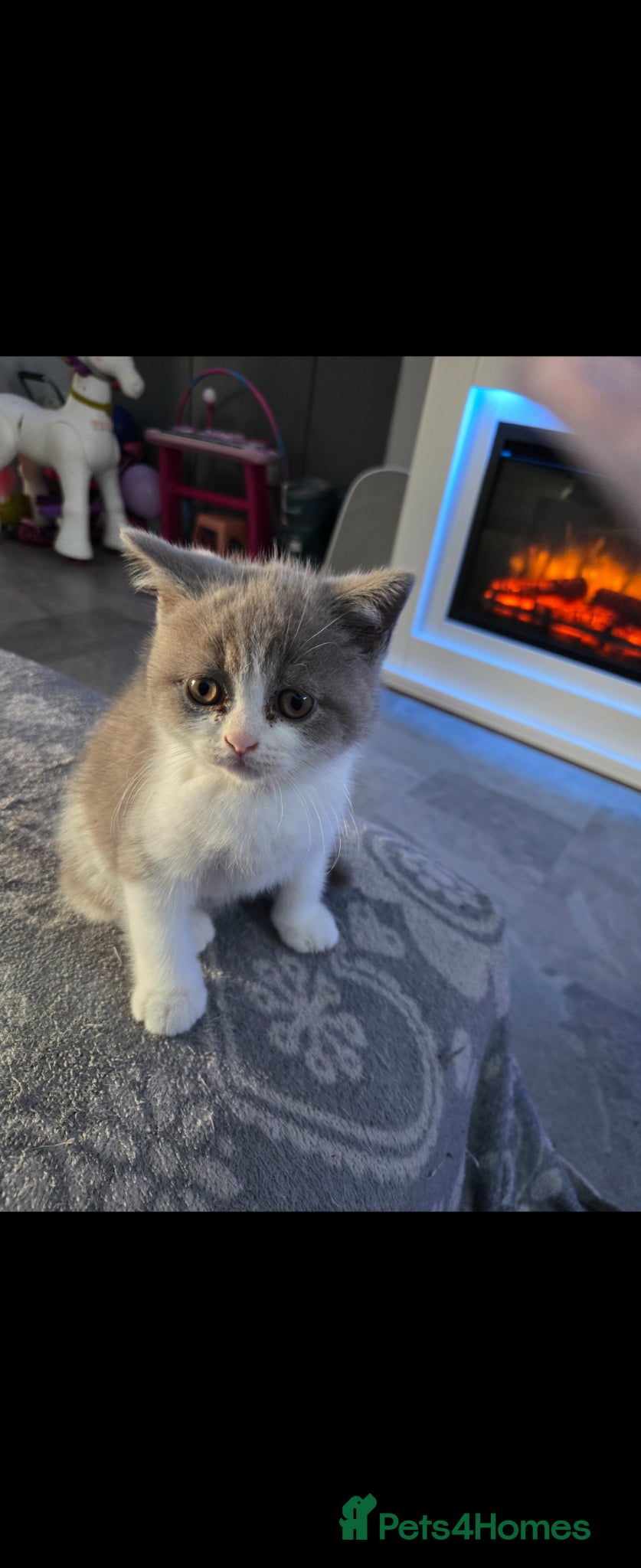British Shorthair cats  1 boy 1  girl left. british shorthairs ready now  - Advert 5
