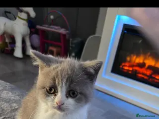 British Shorthair cats 1 boy 1 girl left. british shorthairs ready now - Advert 5