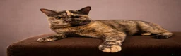 British Shorthair cats for sale: Excellently breed GCCF British Shorthair Kittens in Watford - Advert 13