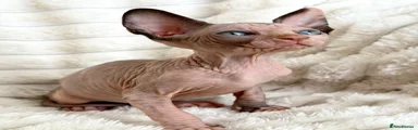 Sphynx 5