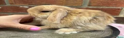 Mini Lop rabbits for sale: Pedigreed pure bred mini lops  - Advert 20