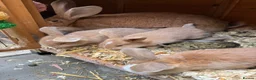 Continental Giant rabbits for sale: gorgeous continental giantxFrench lop READY TO GO - Advert 5