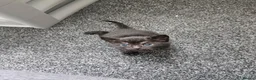 Mixed Breed cats for sale: 4 beautiful kittens in Middlesbrough - Advert 13