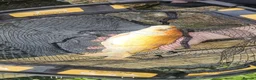 Pond Fish fish for sale: Koi carp / grass carp - Advert 4