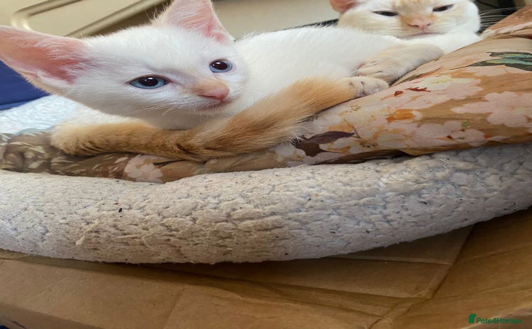 Sphynx cats - Advert 2