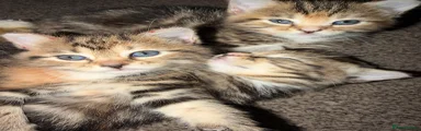 Domestic Shorthair 1