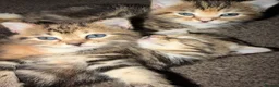 Domestic Shorthair cats for sale: Tabby kittens  - Advert 5