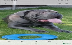 Cane Corso dogs for stud: BLUE CANE CORSO STUD  in Waltham Cross - Image 10