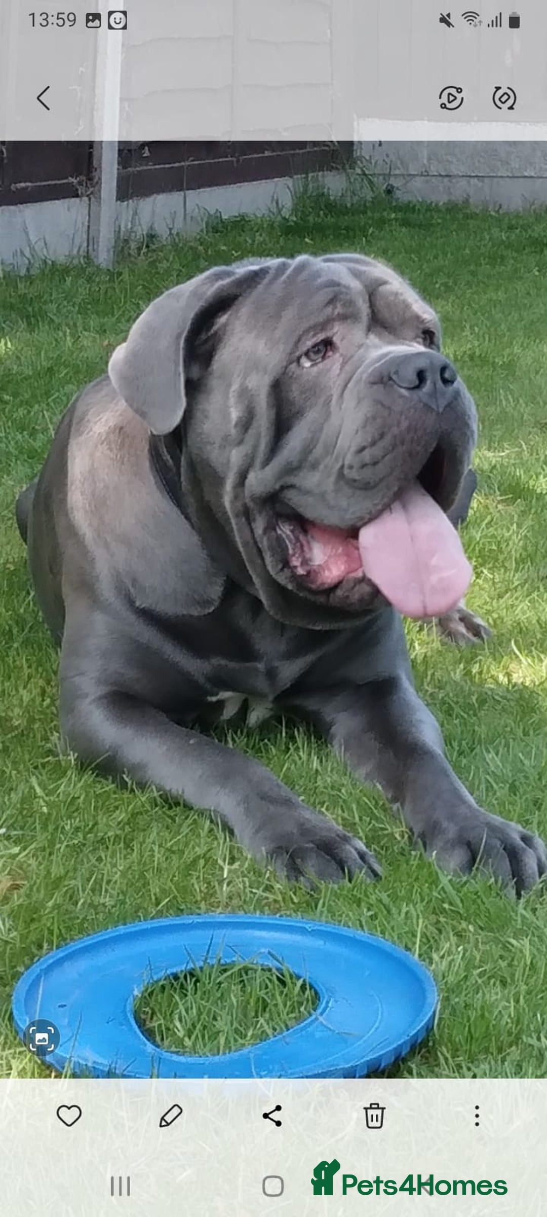 Cane Corso dogs for stud: BLUE CANE CORSO STUD  in Waltham Cross - Image 10