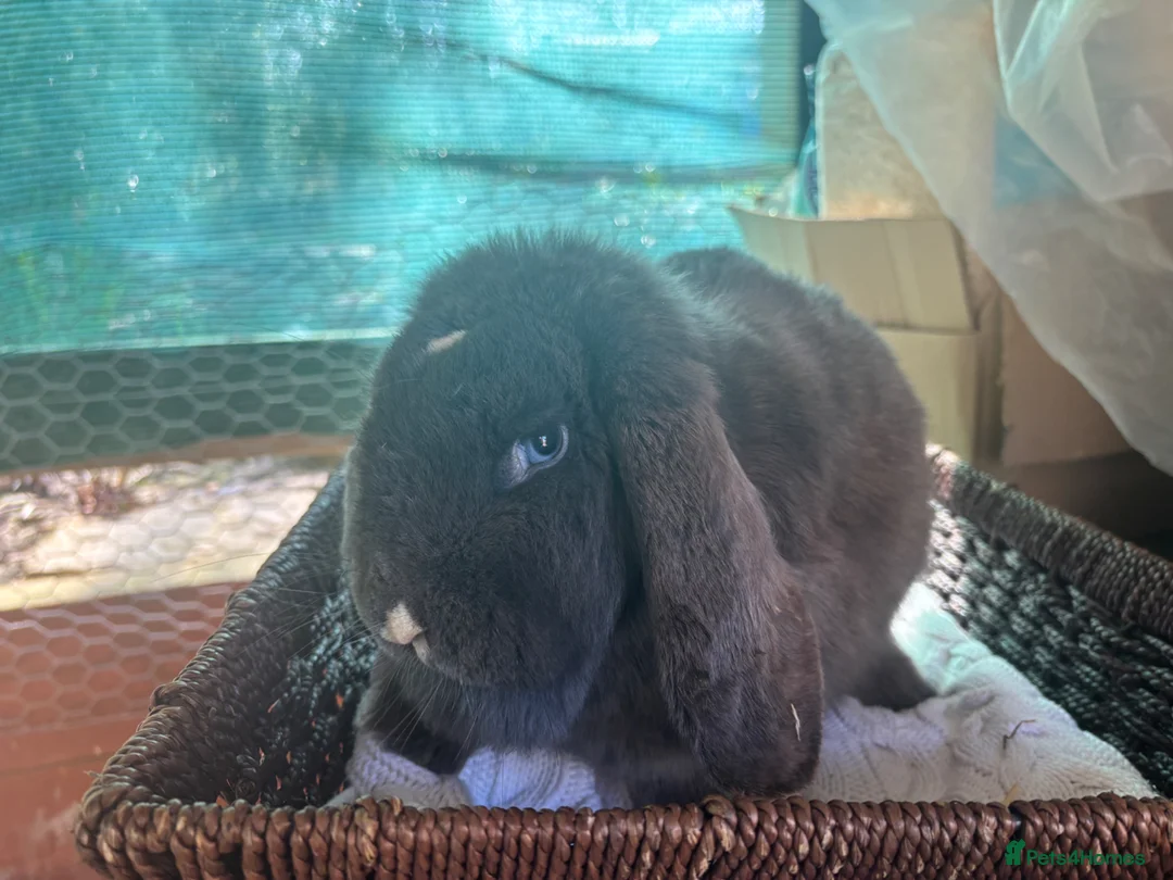 French Lop rabbits for sale: Pure French lop doe - Advert 3