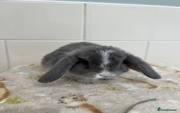 Mini Lop rabbits for sale: BEAUTIFUL MINI LOP BABIES READY NOW  - Image 14