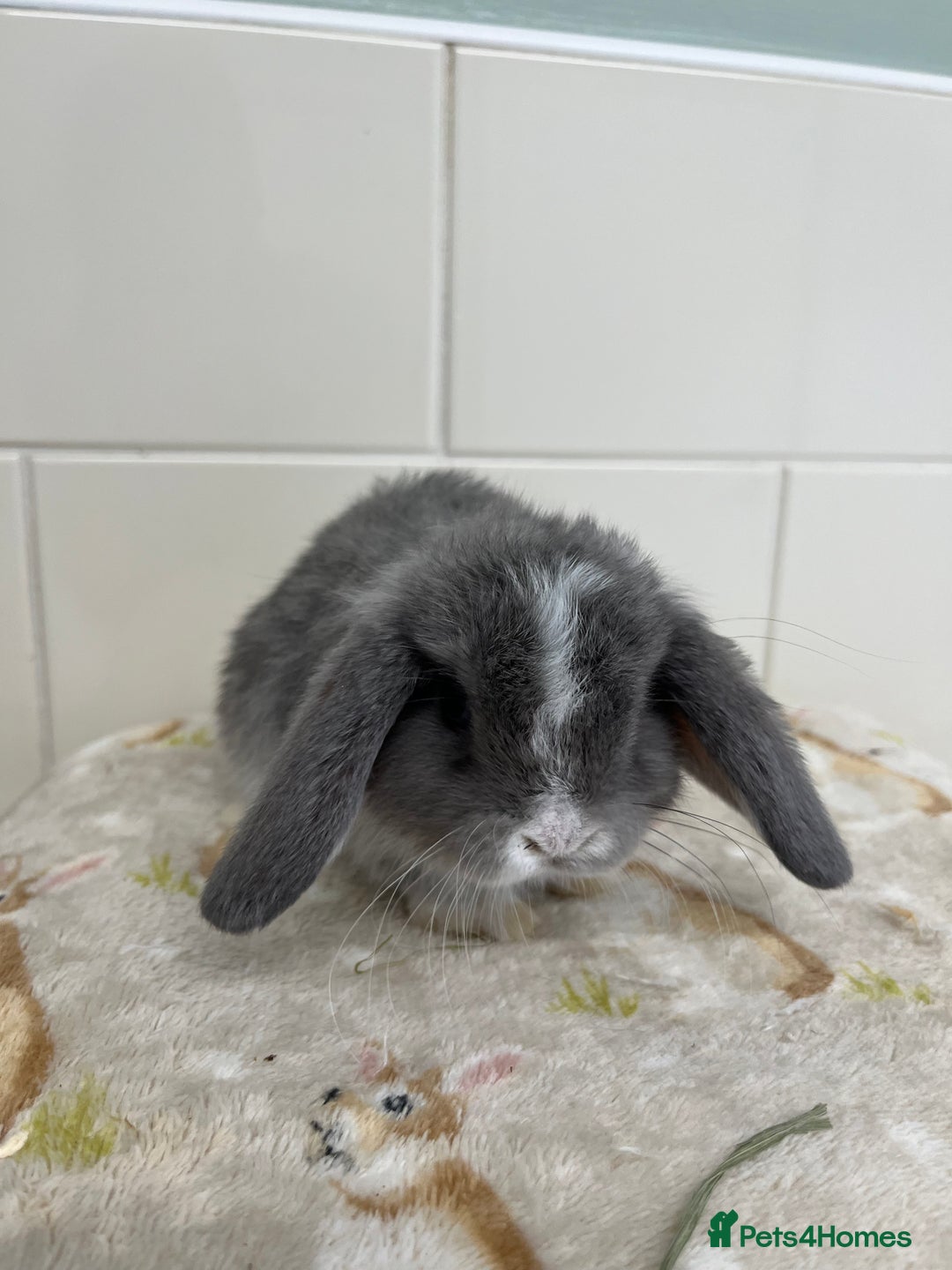 Mini Lop rabbits for sale: BEAUTIFUL MINI LOP BABIES READY NOW  - Image 14