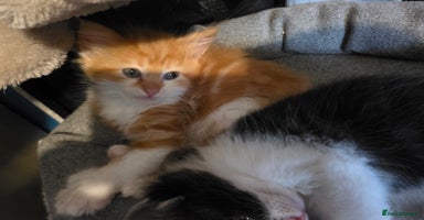 Maine Coon cats - Advert 15
