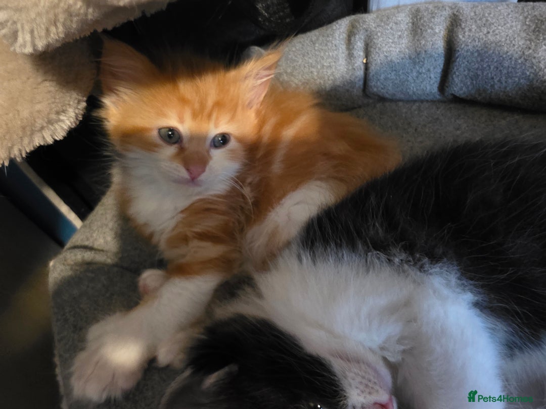 Maine Coon cats for sale: Polydactyl mainecoon/ragdoll 1 male left  - Image 3