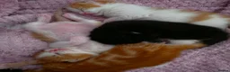 Mixed Breed cats for sale: 5 beautiful fluffy kittens - Advert 11