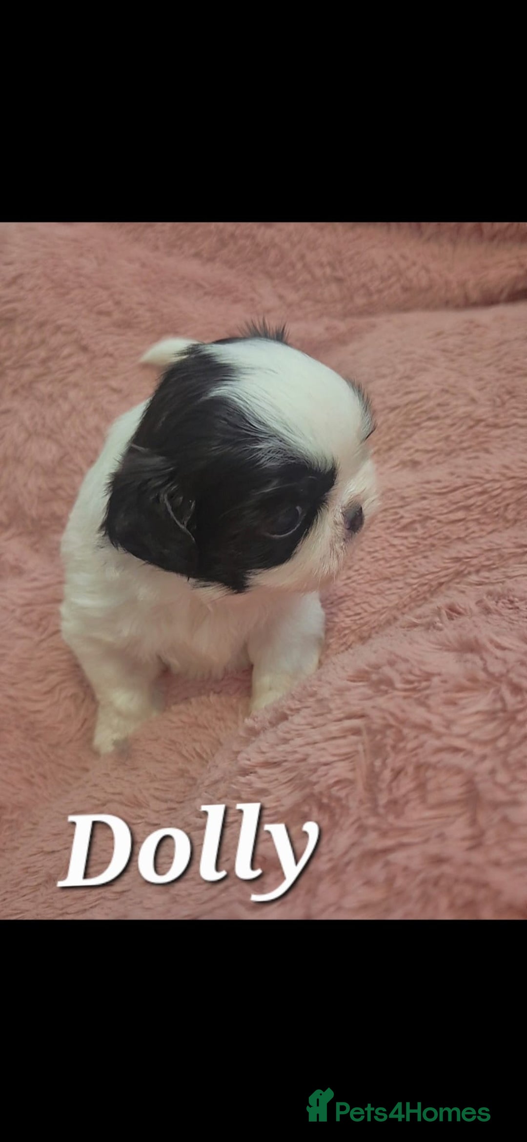 Shih Tzu dogs for sale: Shih tzu - Image 1
