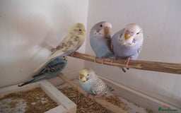 Budgerigars birds for sale: BEAUTIFUL BABY BUDGIES - Image 2