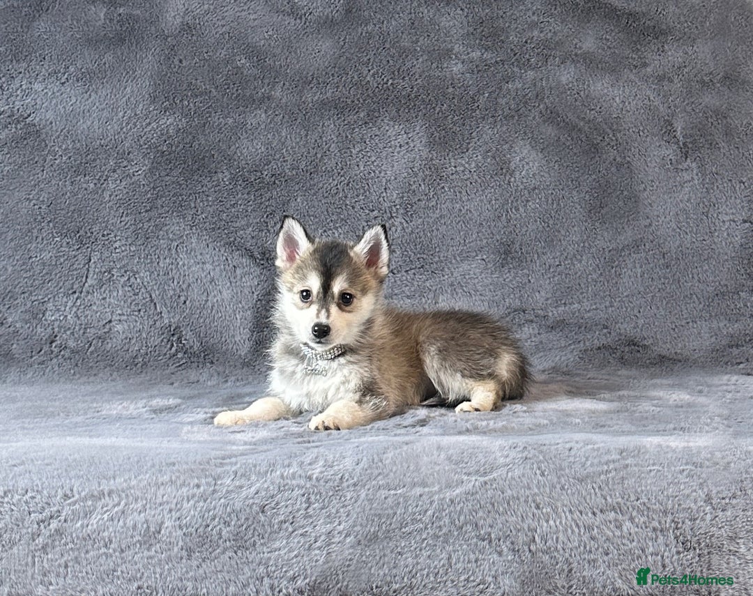 Pomsky dogs for sale: F3 blue eyes perfect husky markings Pomsky puppies - Advert 14