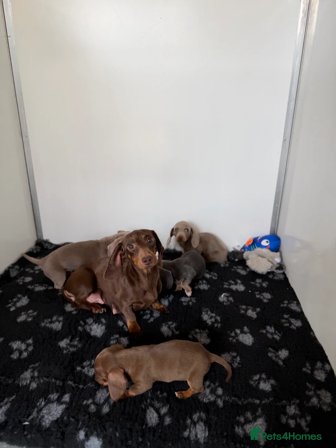 Miniature Dachshund dogs for sale: Miniature Dachshund Puppies (licensed Breeder) - Advert 7