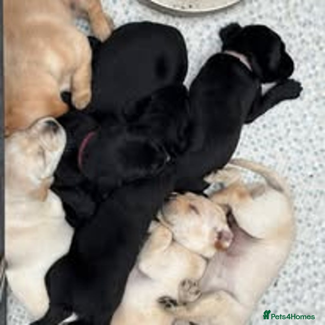 Labrador Retriever dogs for sale: Labrador Puppies for sale in London -KC registered - Image 5