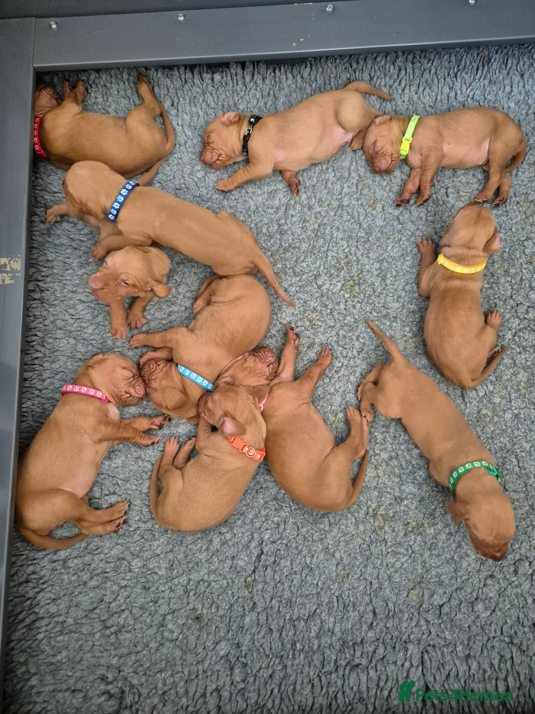 Hungarian Vizsla dogs for sale: KC Reg Hungarian Vizsla Puppies-Imported Lineage - Image 2
