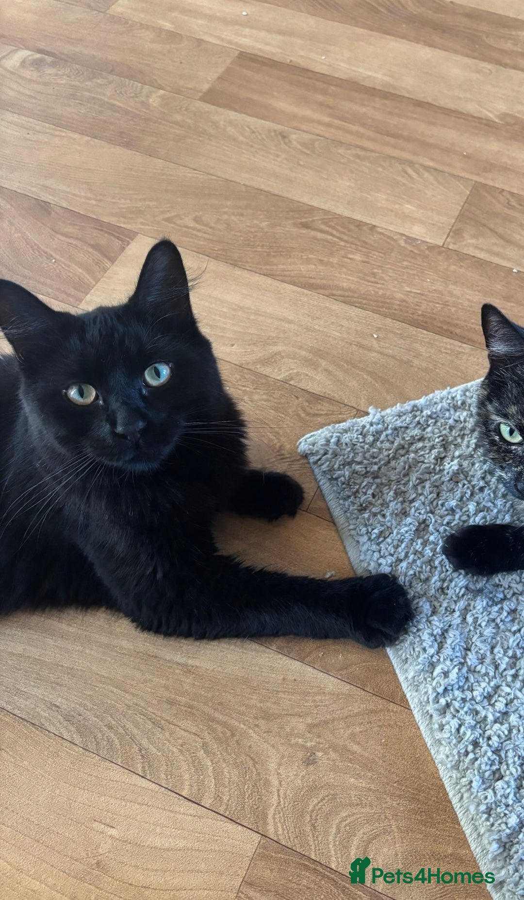 Mixed Breed cats for sale: Rehoming💕 - Advert 1