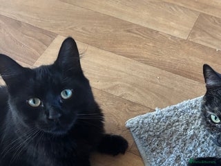 Mixed Breed cats Rehoming💕 - Advert 1