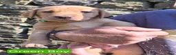 Goldador dogs for sale: Beautiful Goldador Puppies for Sale - Advert 6