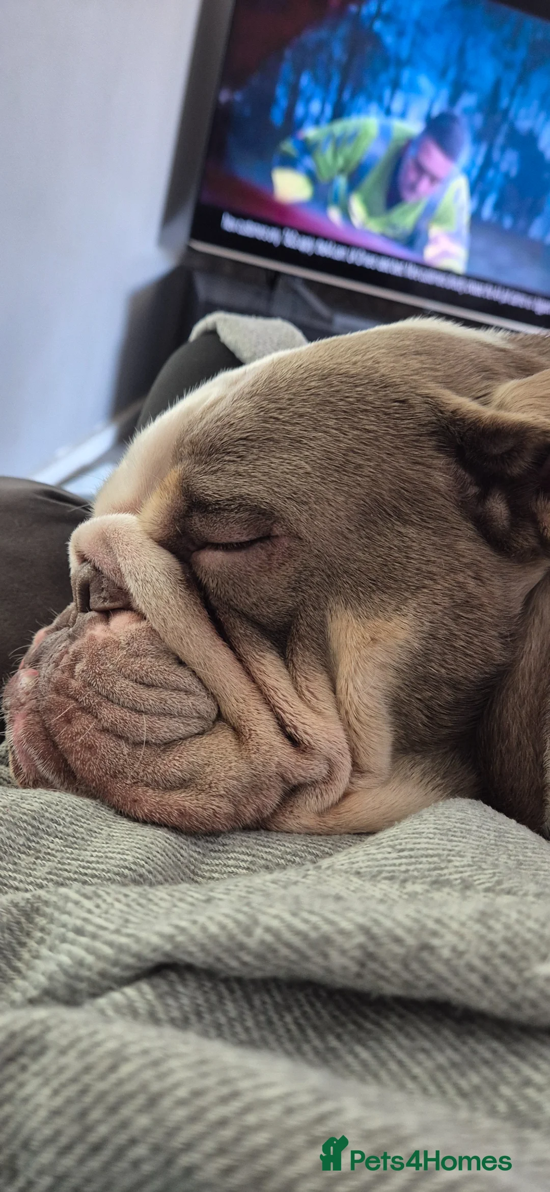 English Bulldog dogs for sale: Neutered male bulldog in Worksop - Advert 2
