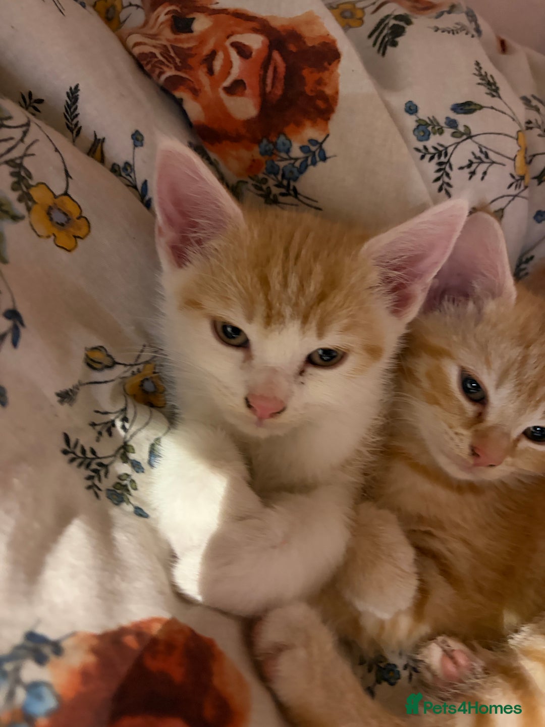 Mixed Breed cats for sale: 3 ginger and white kittens  - Advert 4