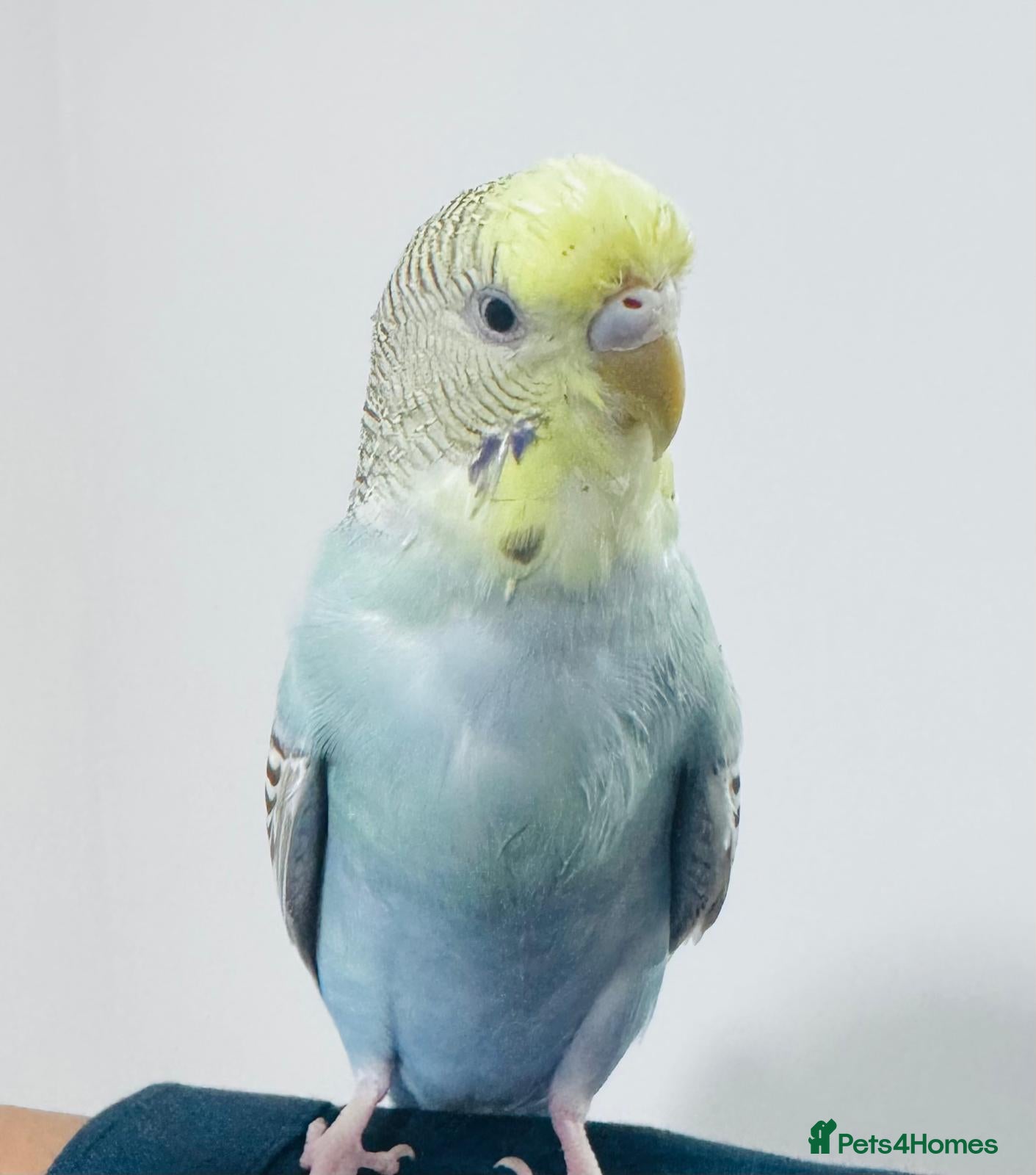 Budgerigars birds Friendly Tame Budgie – Hand-Trained & Playful - Advert 3