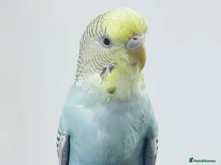 Budgerigars birds Friendly Tame Budgie – Hand-Trained & Playful - Advert 1
