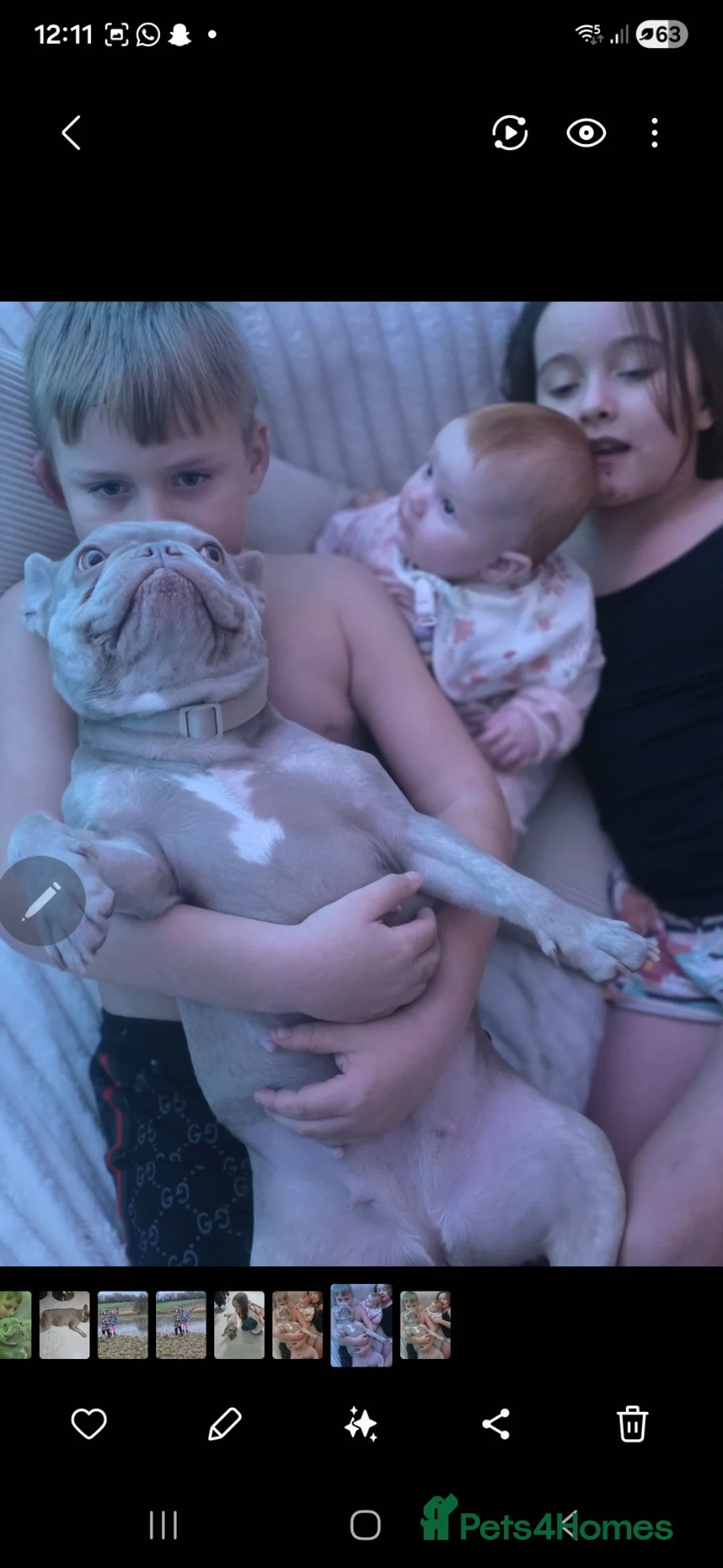 French Bulldog dogs for sale: Pure French bulldog - Advert 3