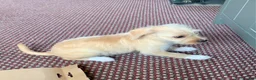 Mixed Breed dogs for sale: Jackchi x Toy poodle Puppies - Advert 9