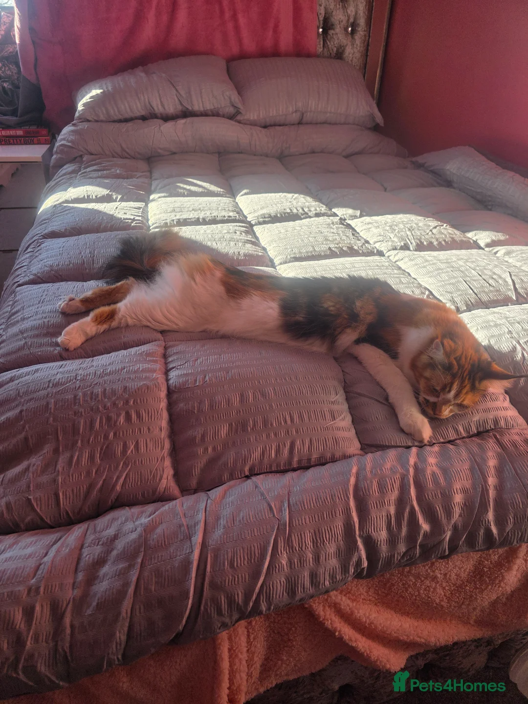 Maine Coon cats for sale: Beautiful calico female maine coon  in Romford - Advert 2