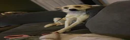 Mixed Breed dogs for sale:  🍯 Meet Honey A Girl with So Much Love to Give - Advert 4