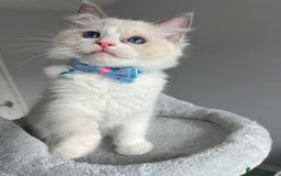 Ragdoll cats for sale: Registered Ragdoll kittens for sale - Image 24