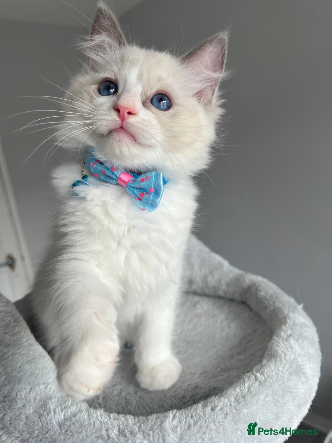 Ragdoll cats for sale: Registered Ragdoll kittens for sale - Image 24