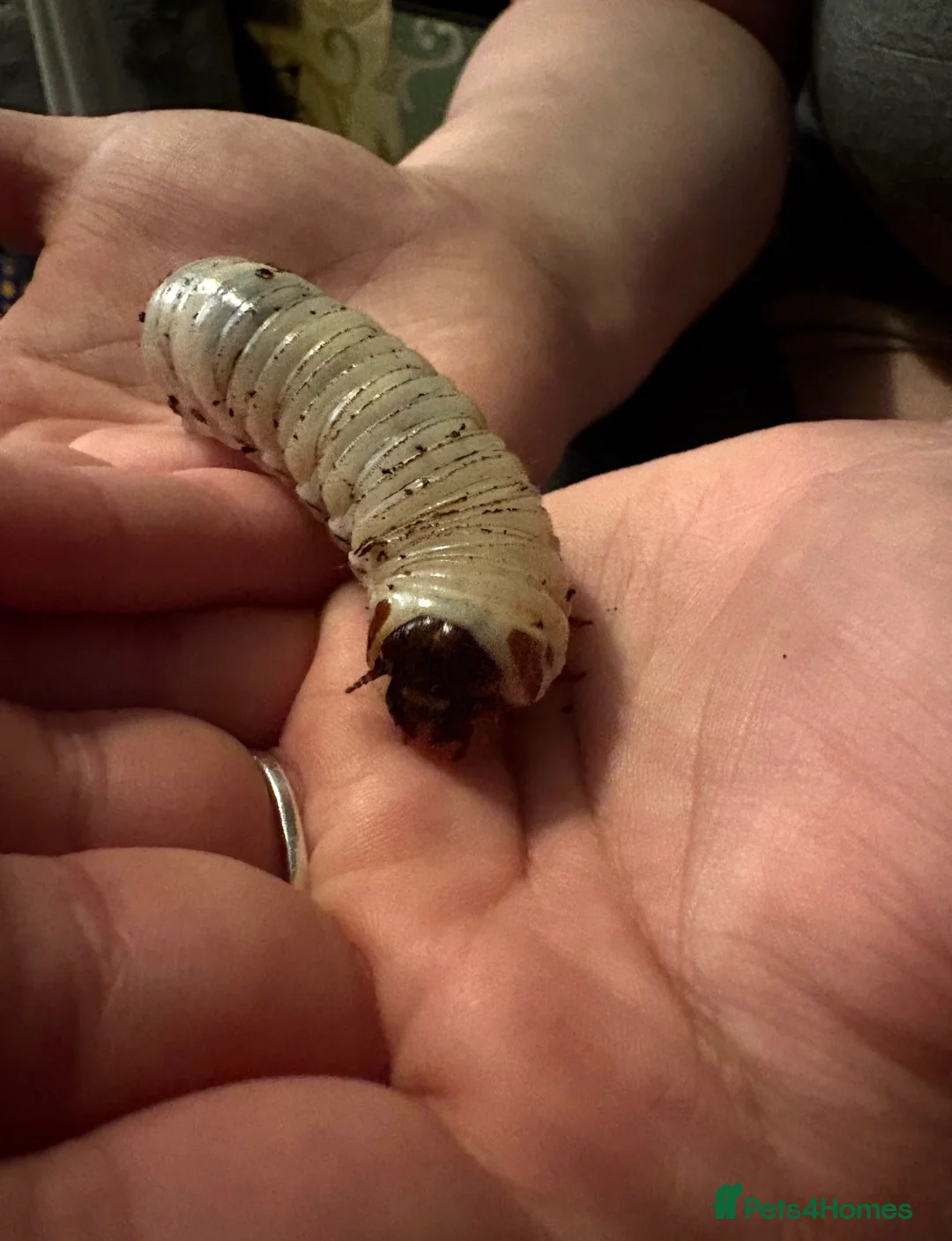 Beetles invertebrates for sale: Giant Flower Beetle Grubs 3rd instar  - Advert 2