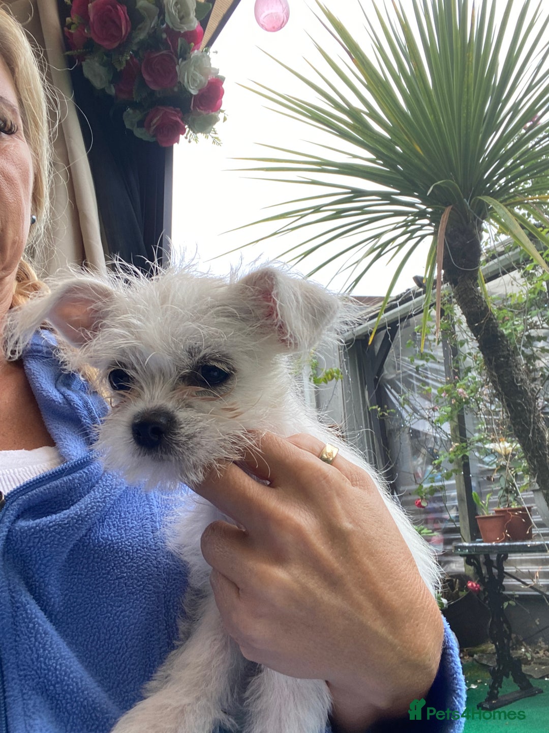 Mixed Breed dogs for sale: Beautiful playfull puppies ready now  - Image 10