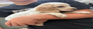 Lemon Roan 2