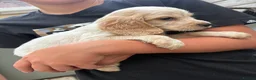 Cocker Spaniel dogs for sale: Beautiful litter of Working Cocker Spaniels - Advert 7