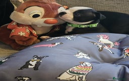 Boston Terrier dogs for sale: Boston Terrier 5* puppies - Image 26