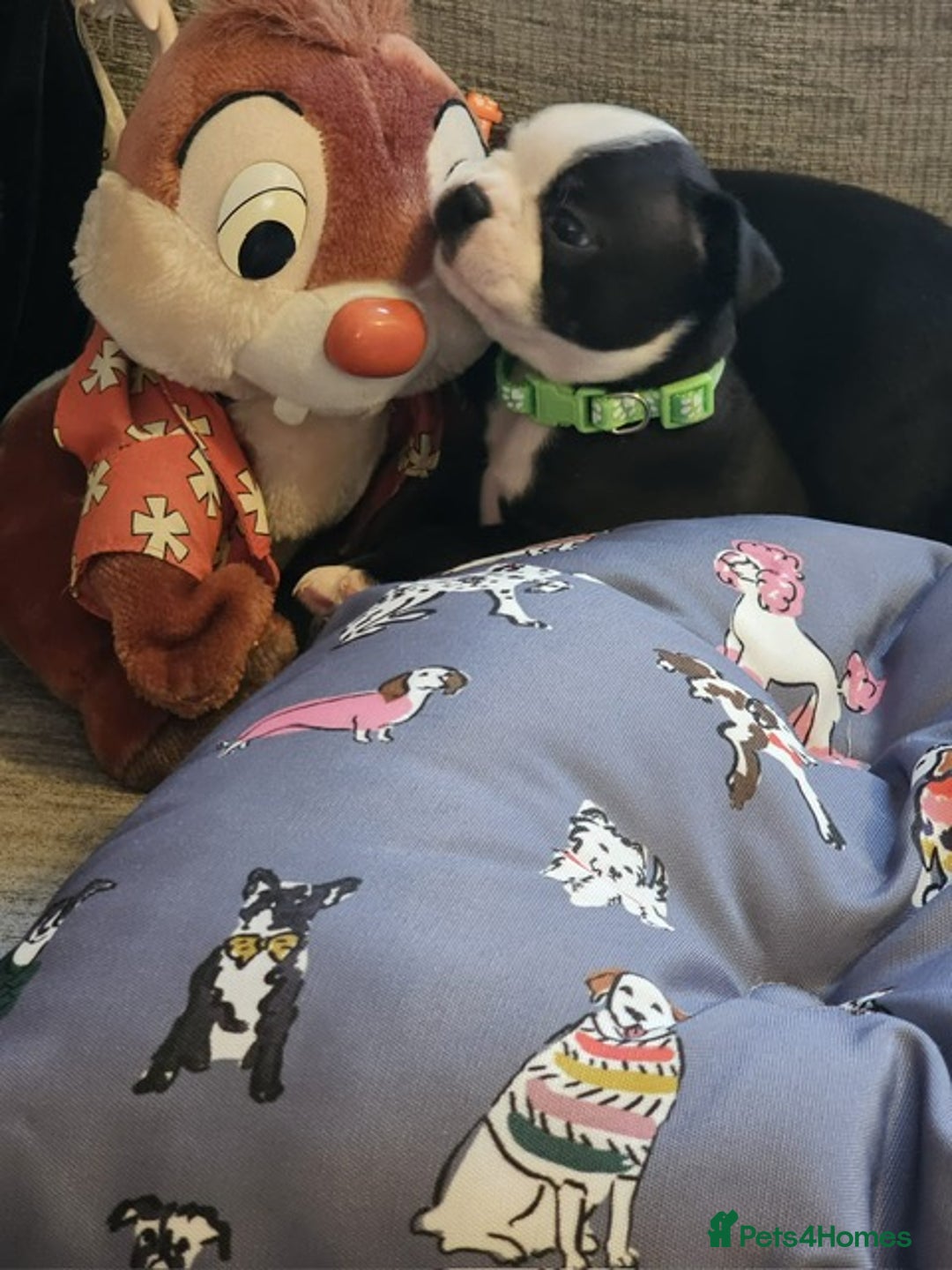 Boston Terrier dogs for sale: Boston Terrier 5* puppies - Image 26