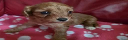 Cavapoo dogs for sale: F1 cavapoos  - Advert 8
