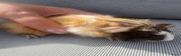 Guinea Pig rodents for sale: RESERVED 5 baby guinea pigs available 21st June - Advert 14