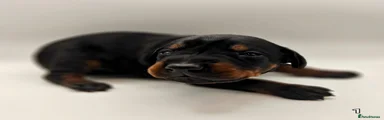 Dobermann 1