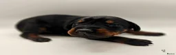 Dobermann dogs for sale: Doberman Puppies from Health Tested Parents - Advert 16