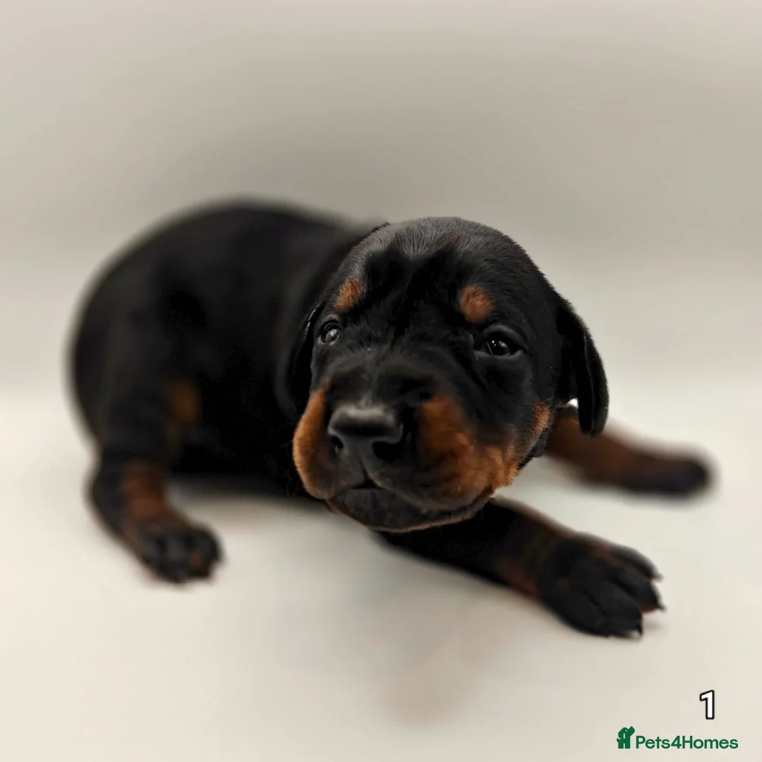 Dobermann dogs for sale: Doberman Puppies from Health Tested Parents - Advert 16