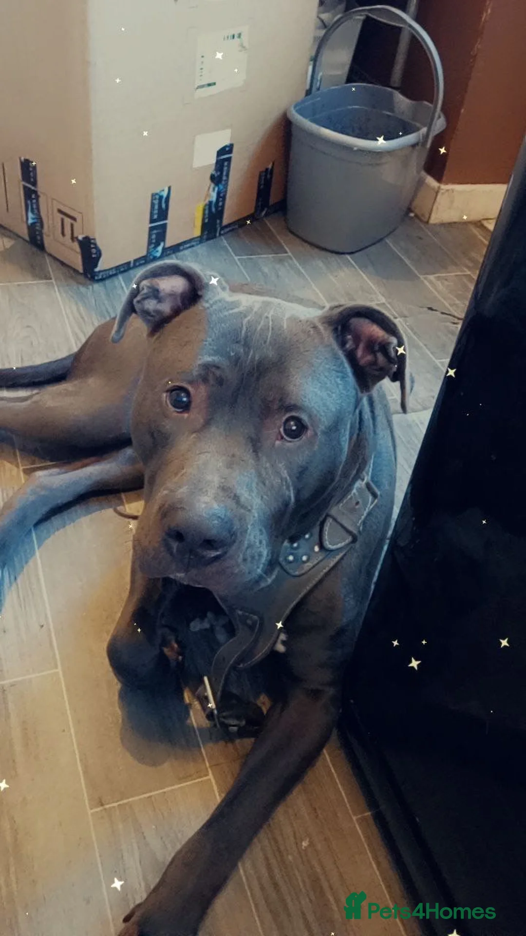 Mixed Breed dogs for sale: Blue male prezza cross staffie - Advert 1